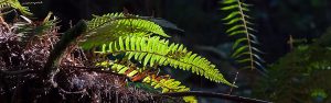 Natur: Farn